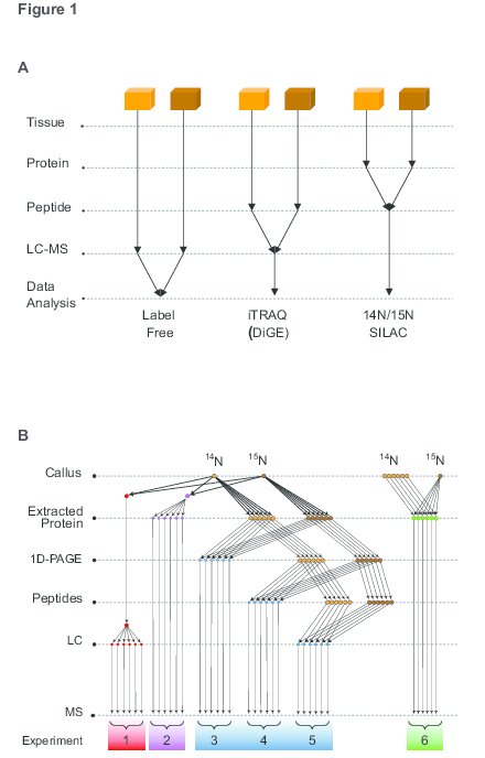 Schematic representation of the series of experiments performed to assess optimal experimental design for label free and metabolic labeling quantitative proteomics studies.